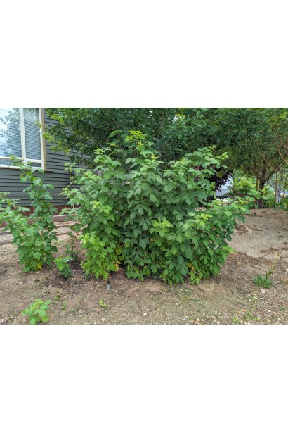 Міцний штамбовий кущ малини Ярославна 